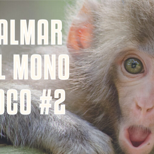 Calmar al mono loco #2